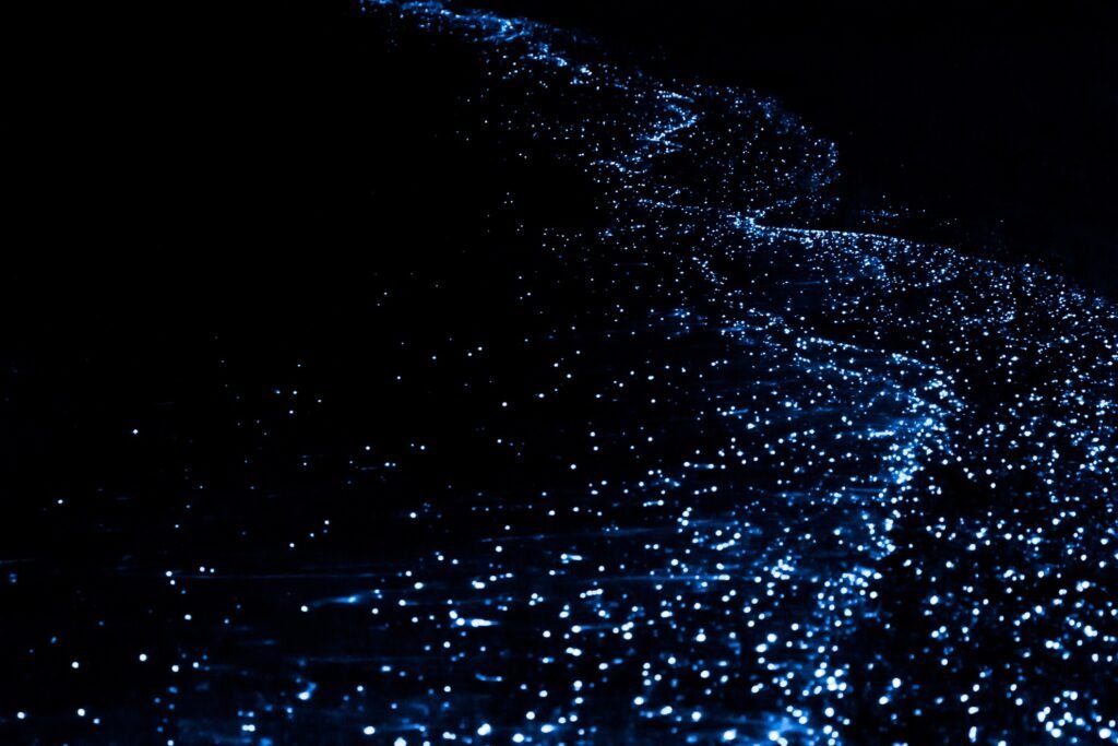 Sunset Getaway & Bioluminescence Plankton 6