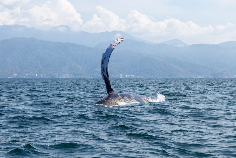 Aventura de avistamiento de ballenas en barco privado — tour privado en barco desde Puerto Vallarta 2