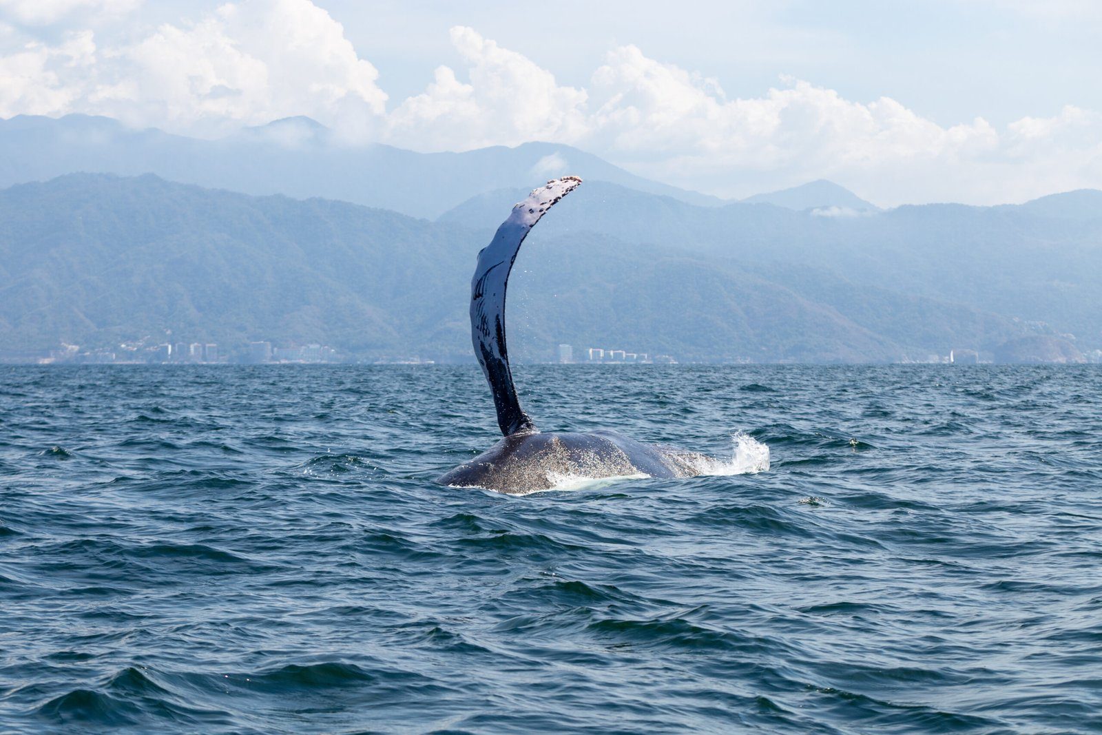 Private Boat Whale Watching Adventure 2