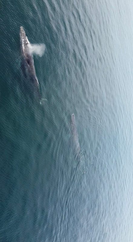 Aventura de avistamiento de ballenas en barco privado — tour privado en barco desde Puerto Vallarta 6