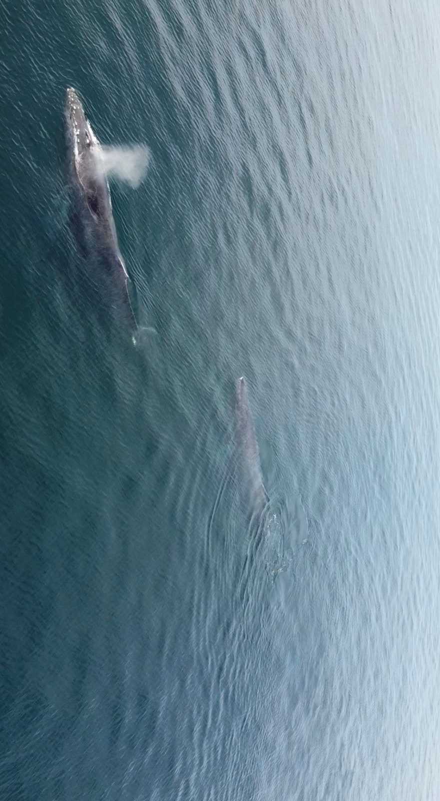 Private Boat Whale Watching Adventure 6