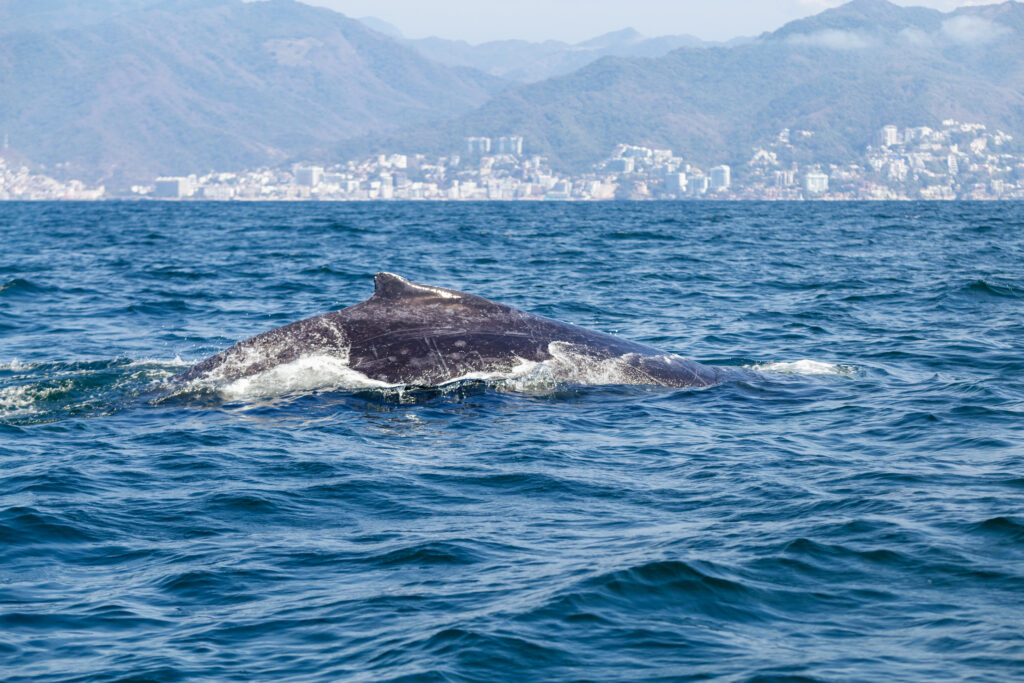 Gallery of Aventura de avistamiento de ballenas en barco privado