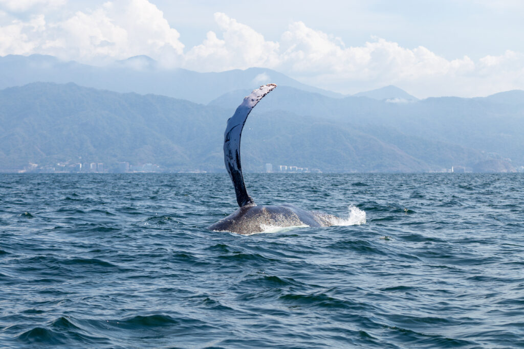 Gallery of Aventura de avistamiento de ballenas en barco privado