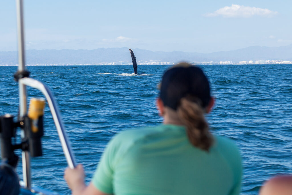 Gallery of Aventura de avistamiento de ballenas en barco privado